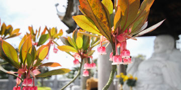 Du lịch Đà Nẵng khám phá những loài hoa lạ trên đỉnh Bà Nà