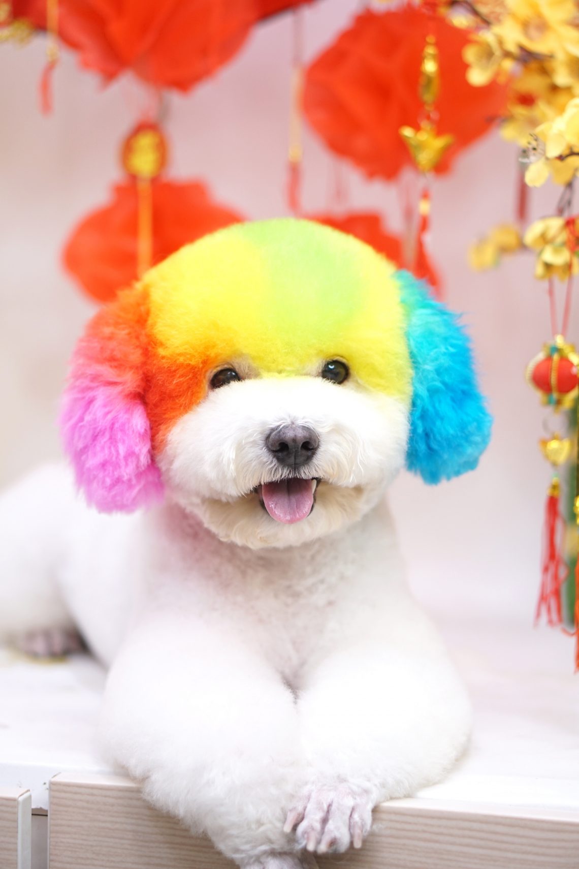 PHÚ SPA GROOMING CẮT TỈA  LÔNG THÚ CƯNG CHUYÊN NGHIỆP