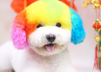 PHÚ SPA GROOMING CẮT TỈA LÔNG THÚ CƯNG CHUYÊN NGHIỆP