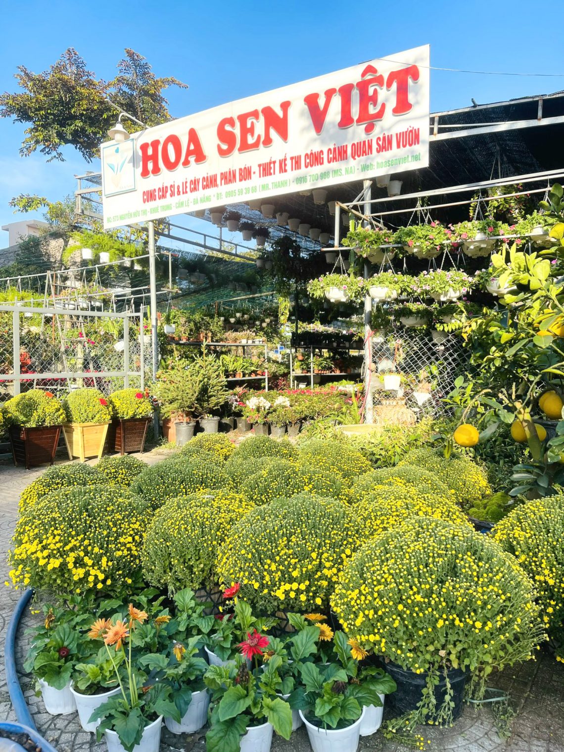 CÂY CẢNH, CÂY XANH HOA SEN VIỆT